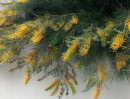 Prostrate-Grevillea-Grevillea-Spp Sale