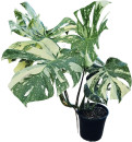 Swiss-Cheese-Plant-Thai-Constellation-Monstera-Deliciosa-Variegata Sale