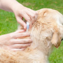 Andala-Pets-Advantix-Flea-and-Tick-Treatment-for-Medium-Dogs-4-10kg-Pack-of-3 Sale
