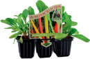 The-Diggers-Club-Heirloom-Selection-Five-Colour-Mix-Silverbeet Sale