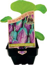 The-Diggers-Club-Heirloom-Selection-Listada-De-Gandia-Eggplant Sale