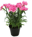 Carnation-140mm-Pot Sale