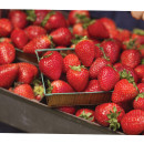 Australian-Strawberries-250g-Punnet Sale