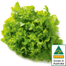 Australian-Green-Oak-Lettuce Sale