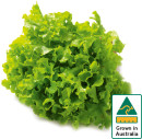 Australian-Green-Oak-Lettuce Sale