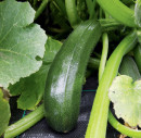 Zucchini-Cucurbita-Pepo Sale