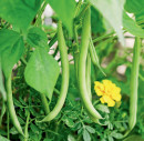 Punnet-French-Green-Bean-Phaseolus-vulgaris Sale