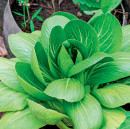 Bok-Choy-Brassica-Rapa-Subsp-Chinensis Sale