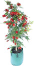 Bottlebrush-Callistemon-Viminalis-Macarthur Sale