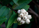Midyim-Berry-Austromyrtus-Dulcis Sale