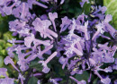 Plectranthus-Mona-Lavender Sale
