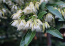 Blueberry-Ash-Elaeocarpus-Reticulatus Sale
