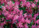 Chinese-Fringe-Flower-Loropetalum-Chinensis Sale
