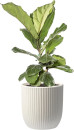 Fiddle-Leaf-Fig-Ficus-Lyrata Sale