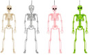 Poseable-Skeleton-Assorted Sale