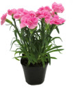 Croton-140mm-Pot Sale