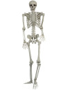 Skeleton-15m Sale