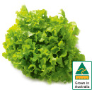 Australian-Green-Oak-Lettuce Sale