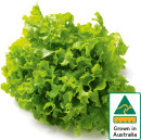 Australian-Green-Oak-Lettuce Sale