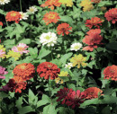 Zinnia-Elegans Sale