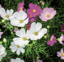 Cosmos-Bipinnatus Sale