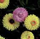 Strawflower-Xerochrysum-Bracteatum Sale