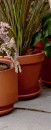 Lily-of-The-Valley-Pieris-Japonica-Christmas-Cheer Sale
