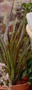 Cordyline-Electric-Star-Cordyline-Banksii Sale