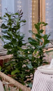 Lemon-Tree-Citrus-Limon-Lisbon Sale