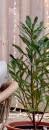 Waratah-Telopea-Speciosissima-Corroboree Sale
