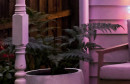 Tree-Fern-Cyathea-Cooperi Sale