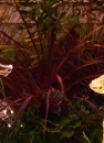 Cordyline-Salsa-Cordyline-Australis Sale