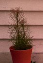 Channel-Leaf-Featherbush-Aulax-Cancellata-Bronze-Haze Sale