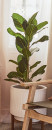 Fiddle-Leaf-Fig-Ficus-Lyrata Sale
