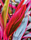 Ti-Plant-or-Good-Luck-Plant-Cordyline-Fruticosa Sale