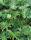 Philodendron-Philodendron-Xanadu Sale