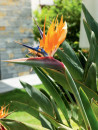 Bird-of-Paradise-Strelitzia-Reginae Sale