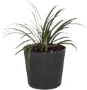 Dwarf-Mondo-Grass-Ophiopogon-Japonicus Sale