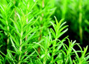 Rosemary-Salvia-Rosmarinus Sale
