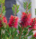 Bottlebrush-Callistemon-Spp Sale