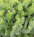 Woolly-Bush-Adenanthos-Sericeus Sale