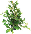 Dwarf-Banksia-Banksia-Media Sale