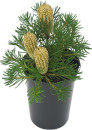 Banksia-Banksia-Spinulosa-Birthday-Candles Sale