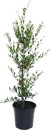 Compact-Lilly-Pilly-Acmena-Smithii-Minor Sale