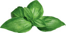 Sweet-Basil-Ocimum-Basilicum Sale