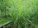 Lemongrass-Cymbopogon-Citratus Sale