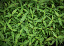 Vietnamese-Mint-Persicaria-Odorata Sale