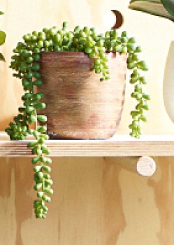30-off-Living-Space-Beans-in-Wooden-Pot on sale