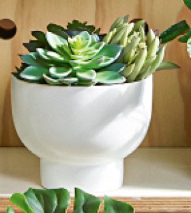 30-off-Mixed-Succulent-in-White-Pot on sale