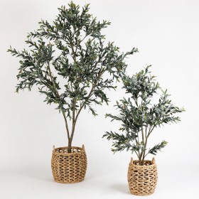 Olive-Tree-by-MUSE on sale